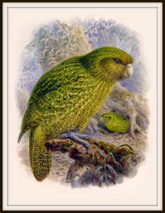 The Fantail House, Bullers, Birds, Native, Kakapo, Art, Print