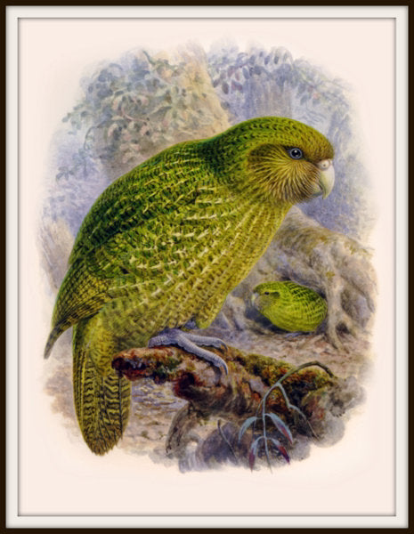 The Fantail House, Bullers, Birds, Native, Kakapo, Art, Print