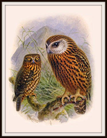 The Fantail House, Bullers, Birds, Native, Ruru, Morepork, Owl, Bird, Art, Print