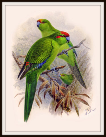 The Fantail House, Bullers, Birds, Native, Kakariki, Parrot, Bird, Art, Print