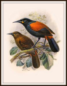 The Fantail House, Bullers, Birds, Native, Saddleback, Bird, Art, Print