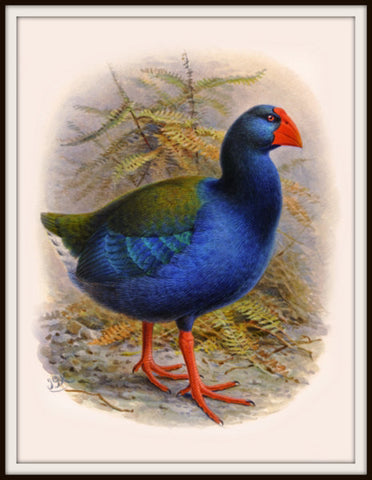 The Fantail House, Bullers, Birds, Native, Takahe, Bird, Art, Print