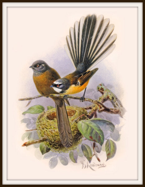 The Fantail House, Bullers, Birds, Native, Fantail, Art, Print