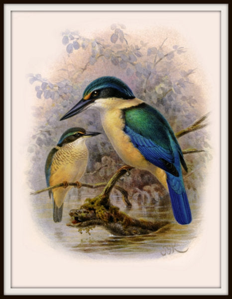 The Fantail House, Bullers, Birds, Native, Kingfisher, Bird, Art, Print