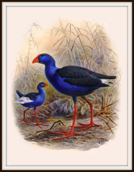 The Fantail House, Bullers, Birds, Native, Pukeko, Bird, Art, Print