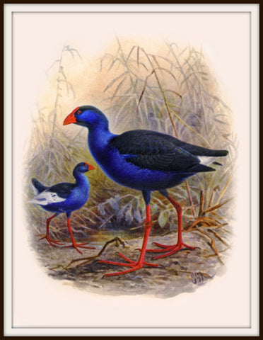 The Fantail House, Bullers, Birds, Native, Pukeko, Bird, Art, Print