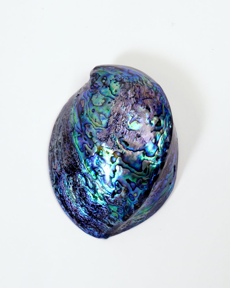 Paua Color Paua Shells – The Fantail House