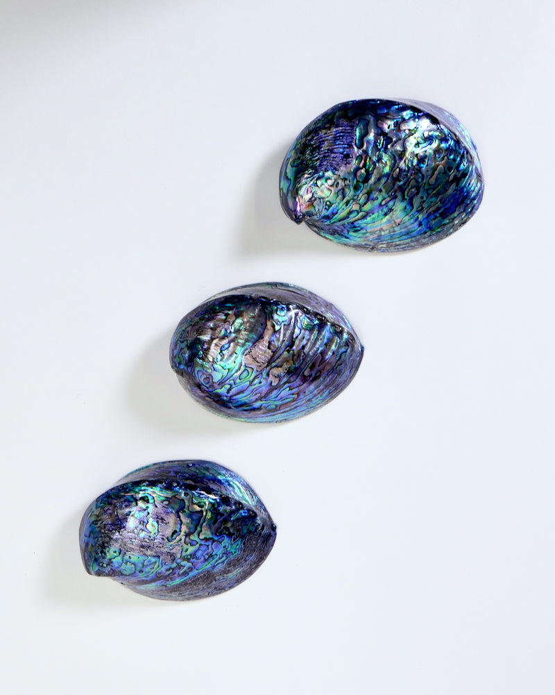 Paua Shell Watch Paua Shells – The Fantail House