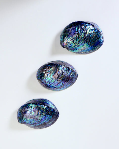 Paua Shells