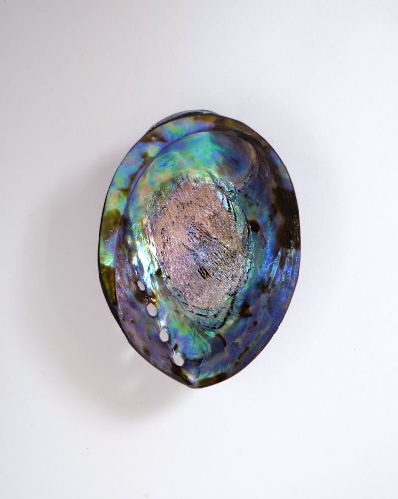 Paua Shells – The Fantail House