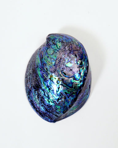 Paua Shells & Products - The Fantail House NZ – Tagged